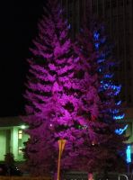 11.12.2013 - Подсветка елей в Воскресенске